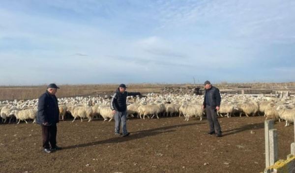Дагестанское фермерское хозяйство сохраняет и приумножает устойчивую аборигенную породу овец