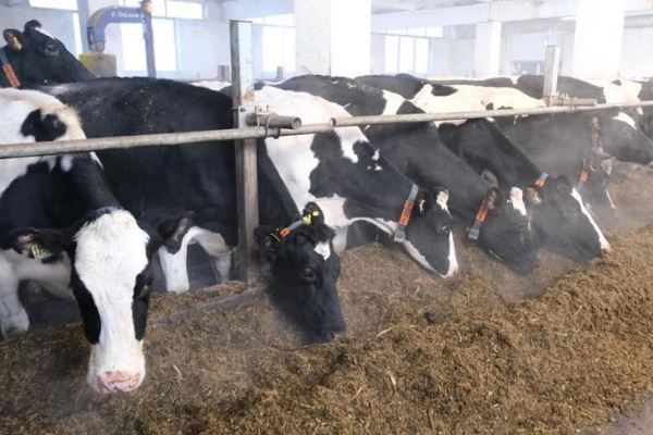 Грант «Агропрогресс» для аграриев Прикамья позволит создать новые животноводческие хозяйства