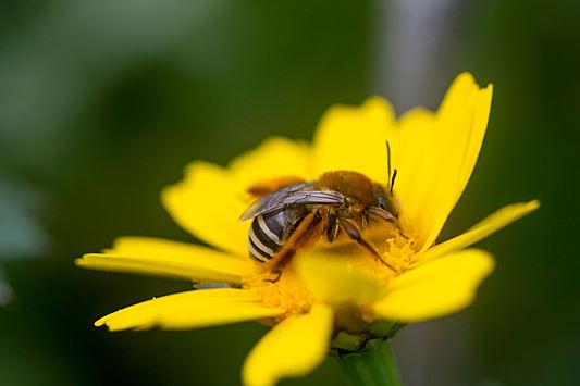 Ученые обнаружили, что «кабачковые» пчелы выиграли от сельского хозяйства