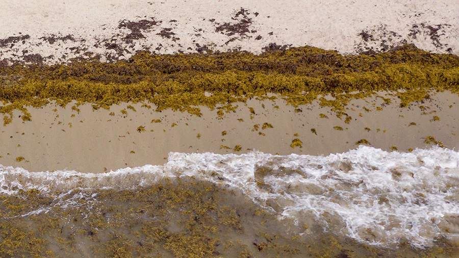 В РУДН оценили опасность гигантского пятна из водорослей у берегов Флориды<br />
